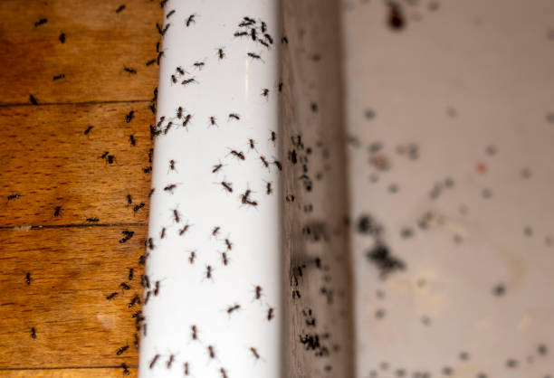 Best Pest Prevention Services  in Bull Valley, IL