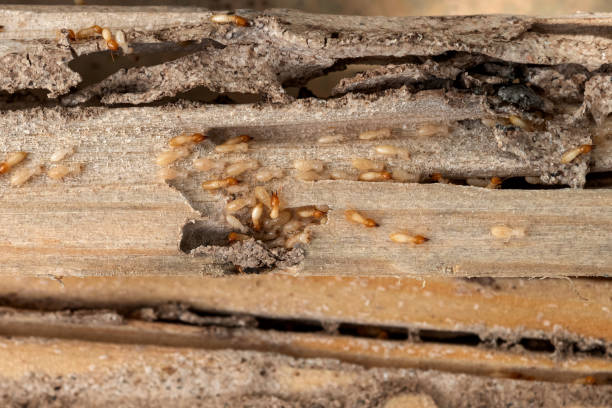 Best Wasp Removal Services  in Bull Valley, IL